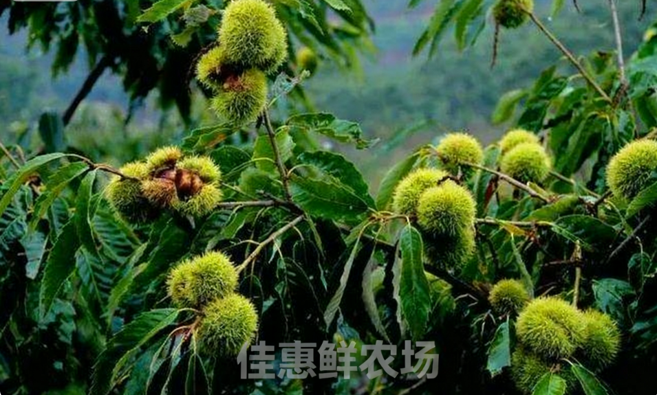 深圳蔬菜配送中心為您講解板栗獨特的功效與營養價值