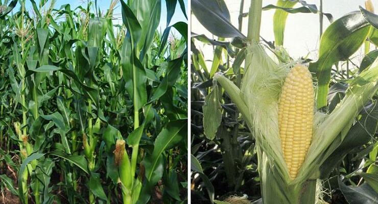 1760261671.jpg tupian_yumi2.jpg